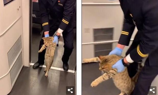 γάτα σε τρένο