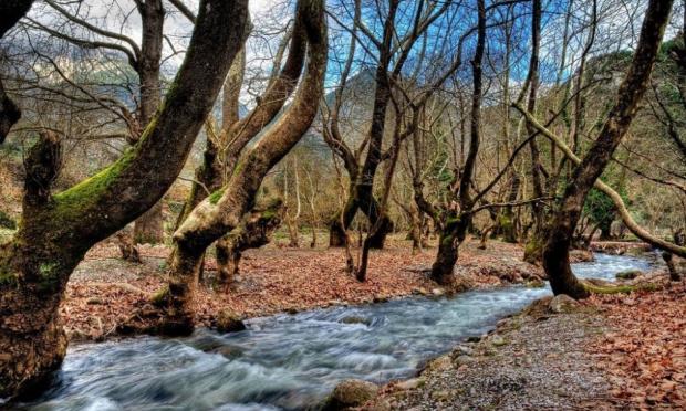 πλατάνια στο Λούρο