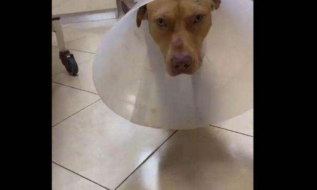 σκύλος Χανιά