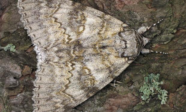 Catocala fraxini