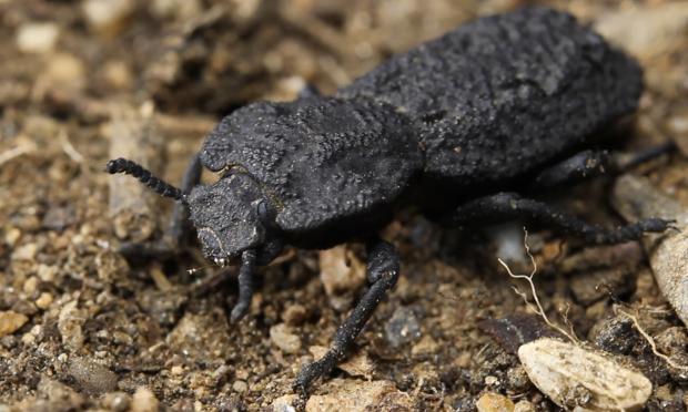Phloeodes diabolicus