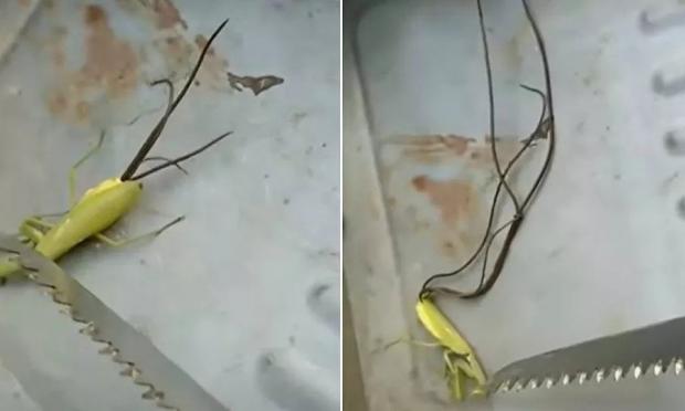 αλογάκι της Παναγίας