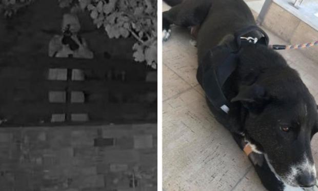 βέλος σε σκύλο