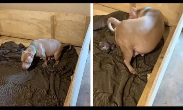 γέννηση κουταβιού