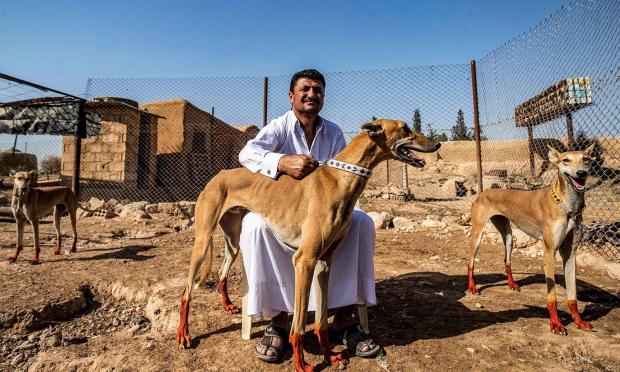 εκτροφείς σκύλων σαλούκι στη Συρία