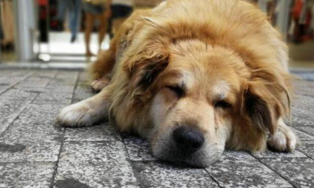 σκύλος Σωκράτης