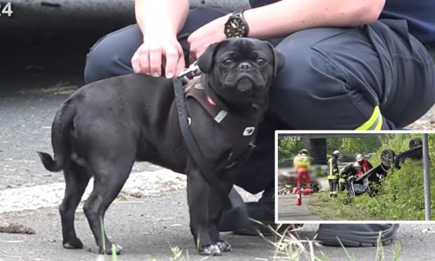 σκύλος σε τροχαίο