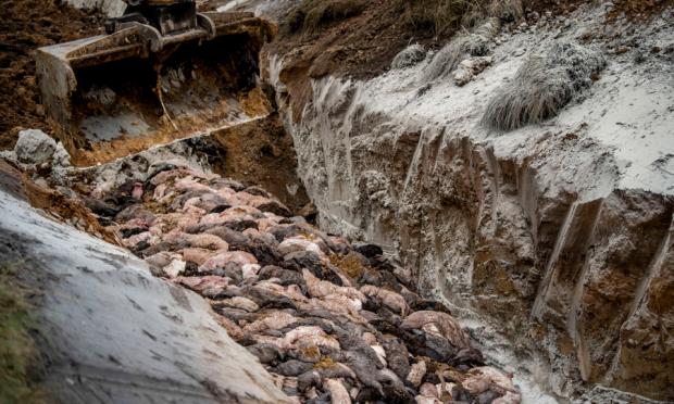 σφαγή των βιζόν στη Δανία