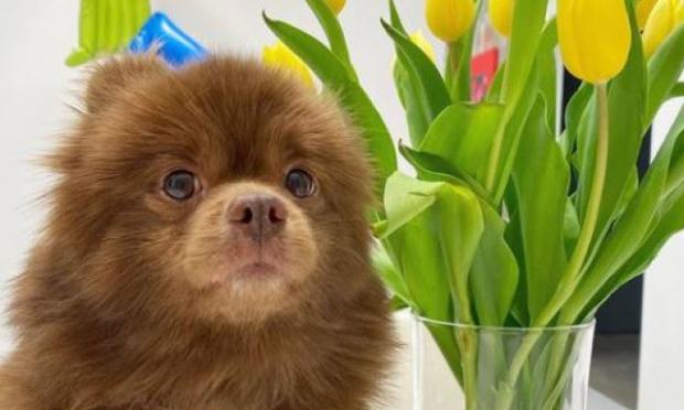 Πομεράνιαν