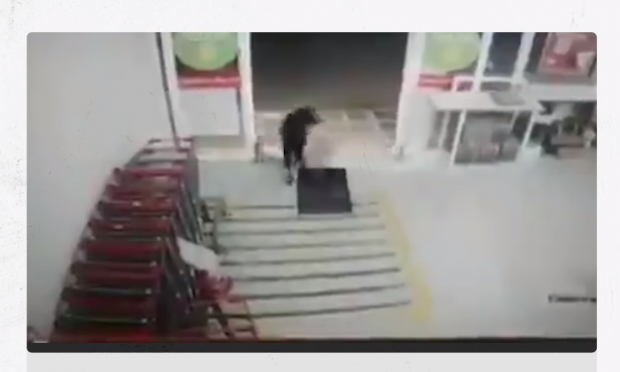 Σκύλος κλέφτης