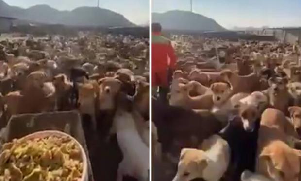 αδέσποτα στο Ιράν