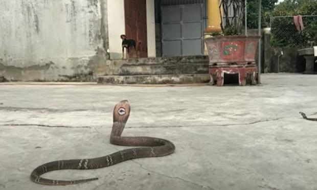 κόμπρες στην αυλή