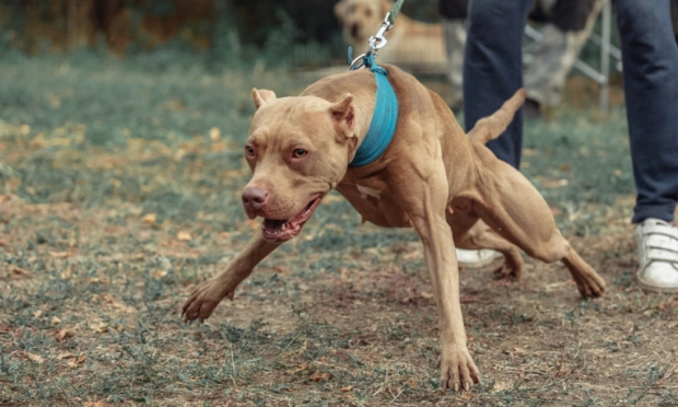 Σκύλος επιτίθεται