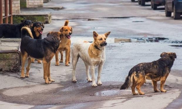 αδέσποτα σκυλιά
