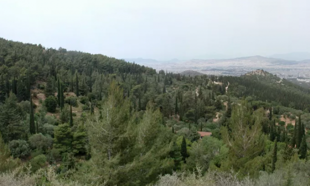 Δάσος