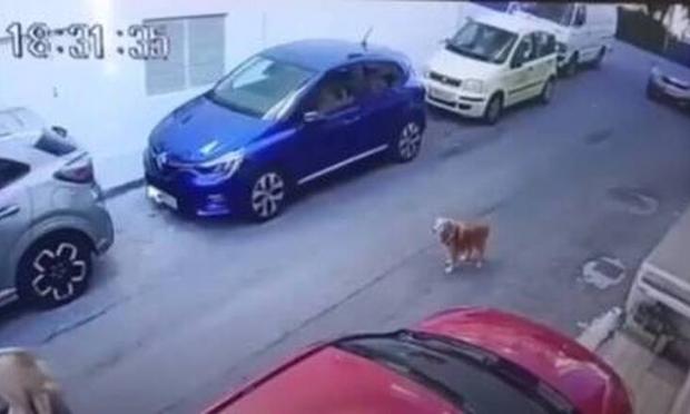 καψερό σκυλάκι