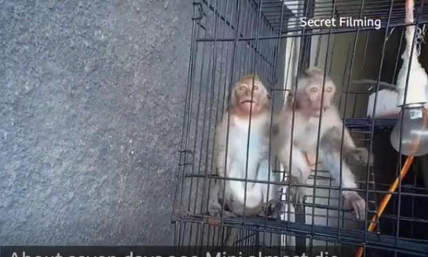 μαϊμουδάκια