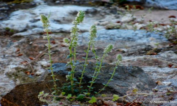 Micromeria acropolitana