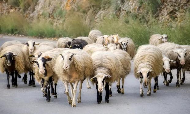 πανωλη