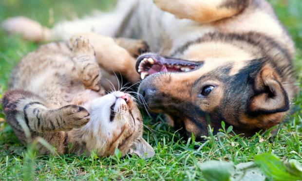 dog cat