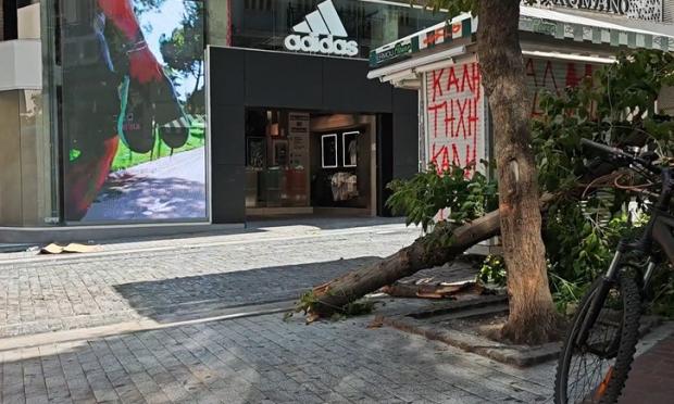 Πτώση δέντρου Ερμού