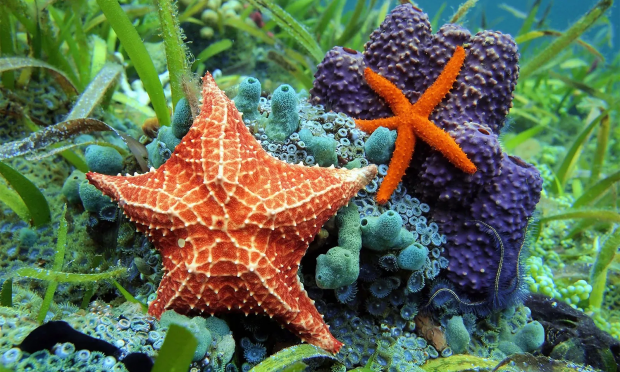 asterias