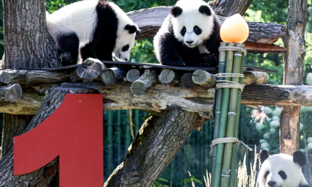 panda