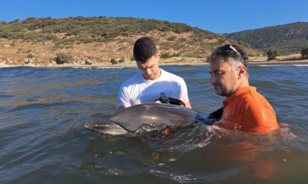 Ζωνοδέλφινο