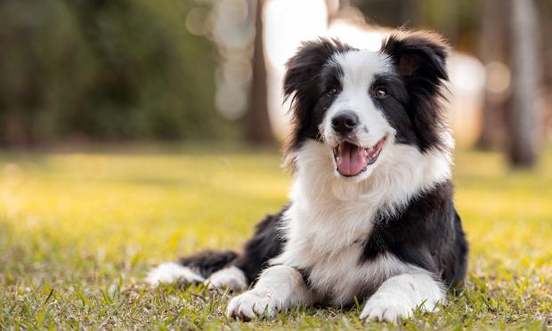 Border Collie
