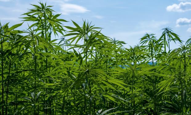 Καλλιέργεια κάνναβης