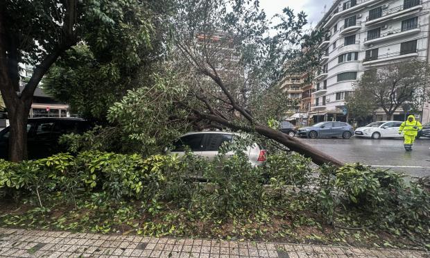 Πτώση Δέντρων Θεσσαλονίκη