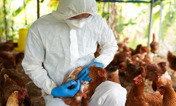 Γρίπη των πτηνών