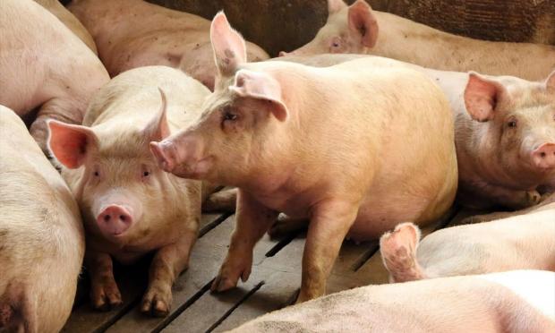 πανώλη χοίρων