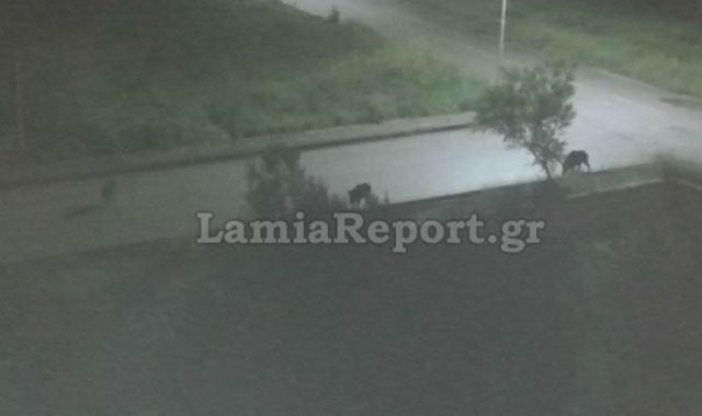 αγριογούρουνα στα Καλύβια