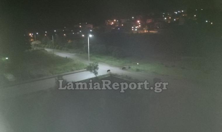 αγριογούρουνα στα Καλύβια