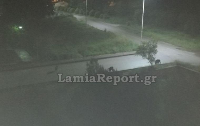 αγριογούρουνα στα Καλύβια