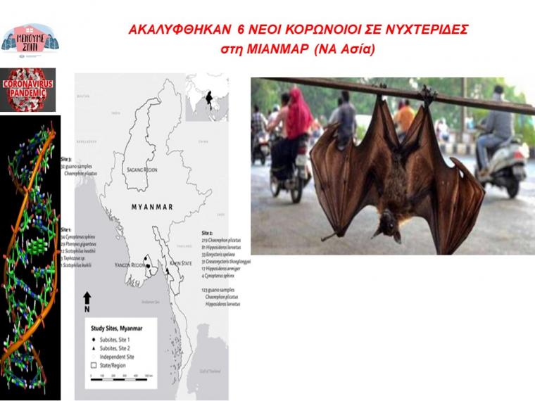 νυχτεριδες