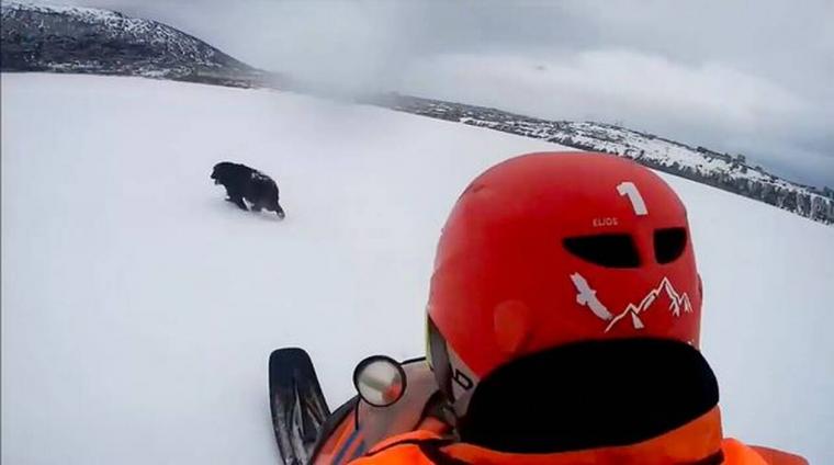 Εγκαταλειμμένος σκύλος