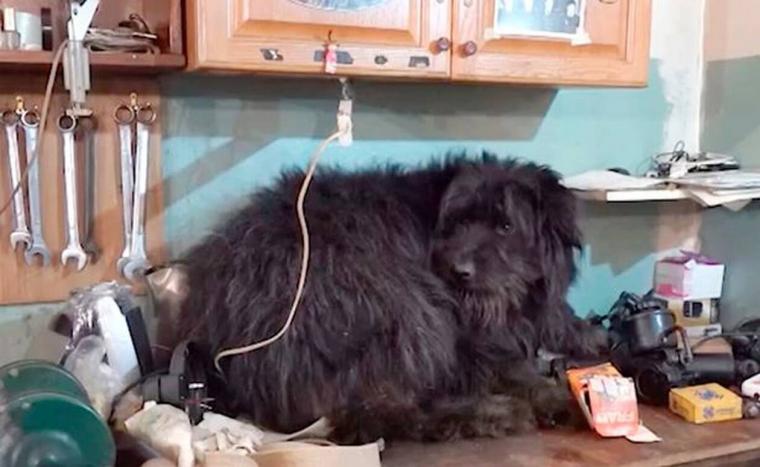 Εγκαταλειμμένος σκύλος