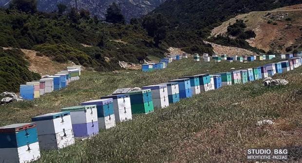 Μέλισσες στο Άργος