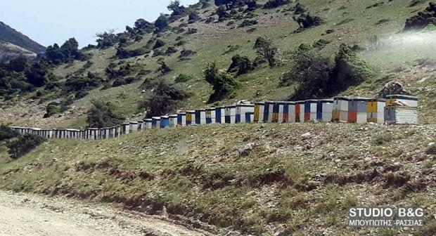 Μέλισσες στο Άργος