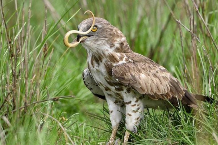 αετός τρώει κόμπρα