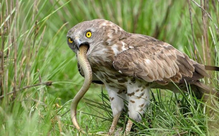 αετός τρώει κόμπρα