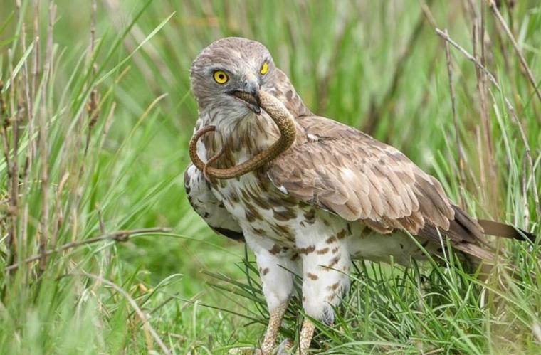 αετός τρώει κόμπρα