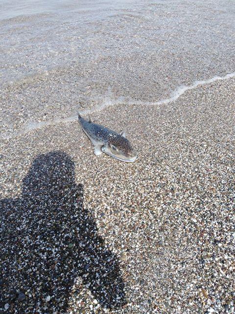 λαγοκέφαλος στην Κρήτη