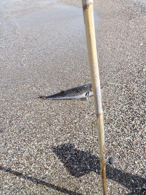 λαγοκέφαλος στην Κρήτη