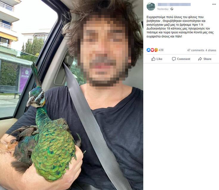 παγωνι ιδιοκτητης