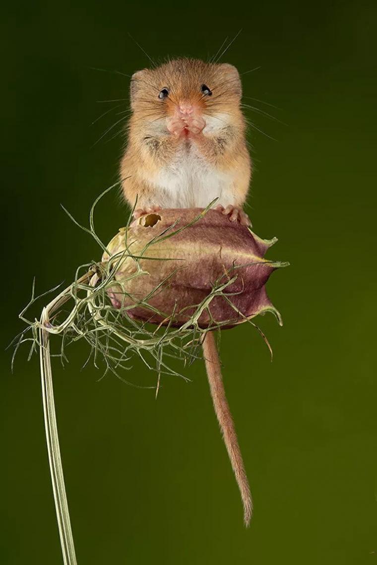 Ποντίκια του αγρού