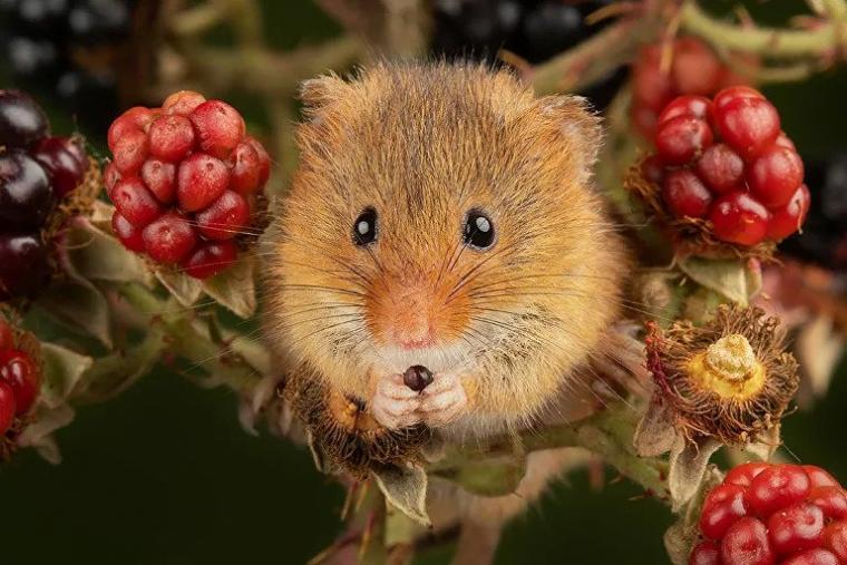Ποντίκια του αγρού