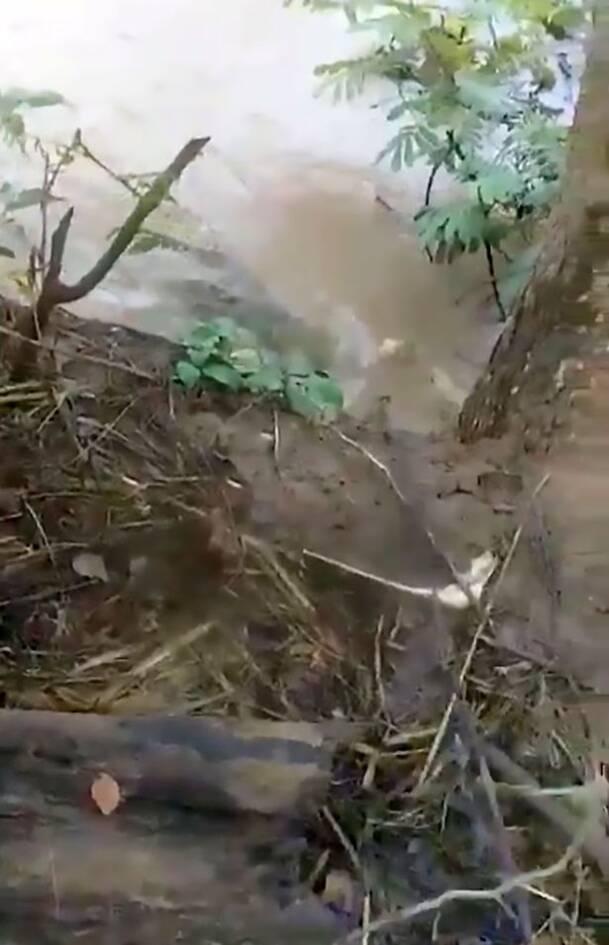 Πέταξαν σκύλο σε κροκόδειλους 